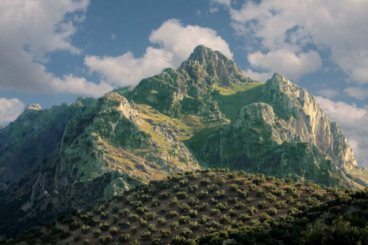 Olivar en Priego de Cordoba (2)